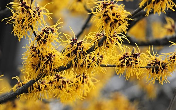 picture of witch hazel 
